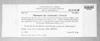 Melampsora lini image